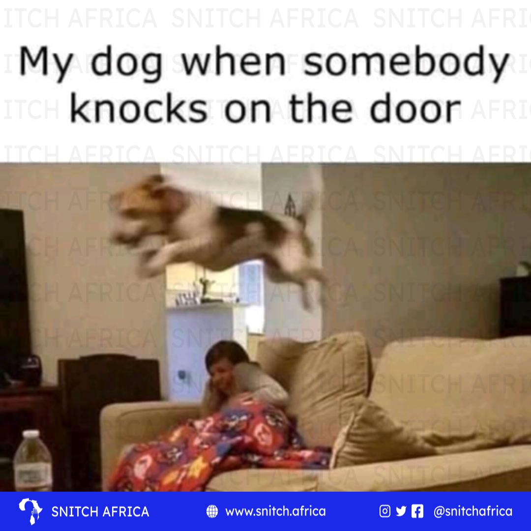 Stupid dog 🤦